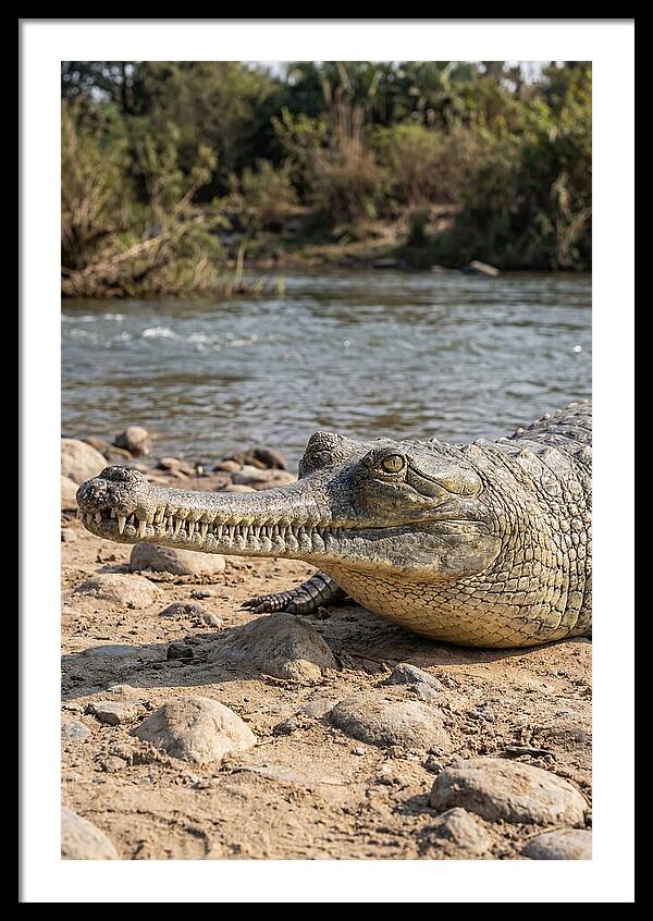 Asian Gharial Basking By The River
