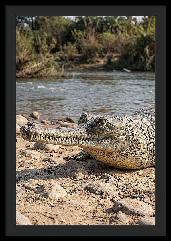 Asian Gharial Basking By The River