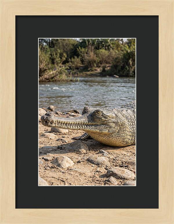 Asian Gharial Basking By The River
