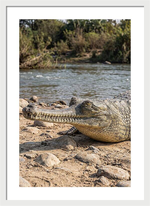 Asian Gharial Basking By The River