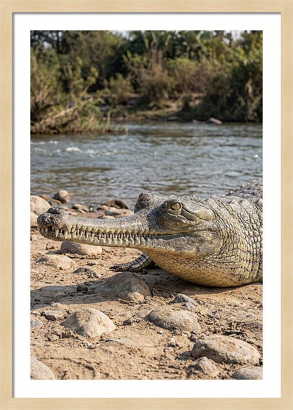 Asian Gharial Basking By The River