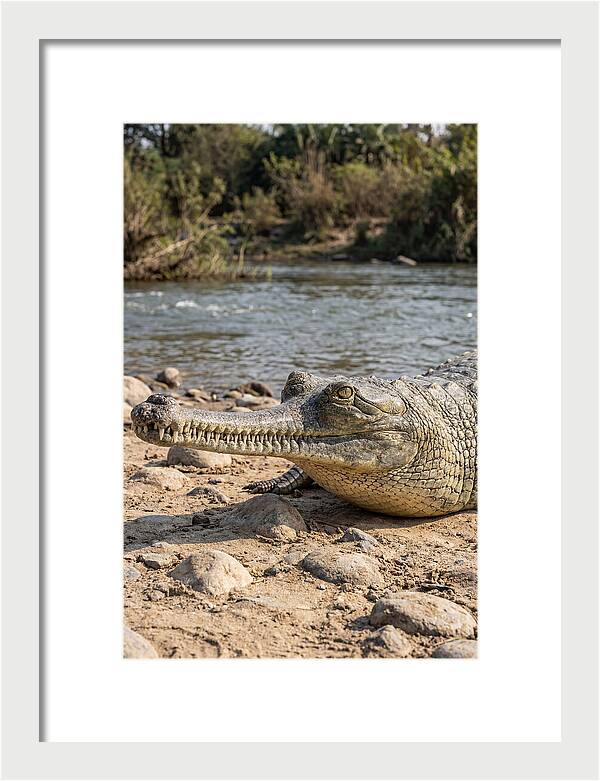 Asian Gharial Basking By The River