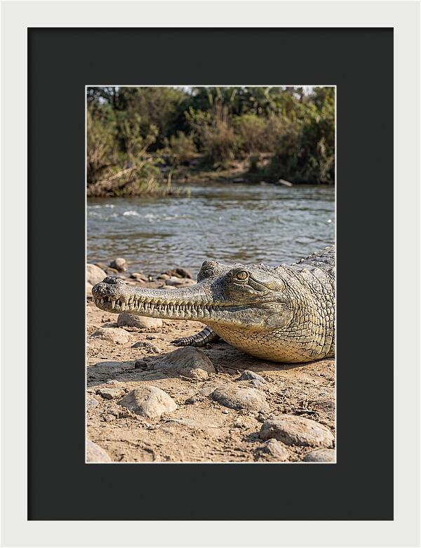 Asian Gharial Basking By The River