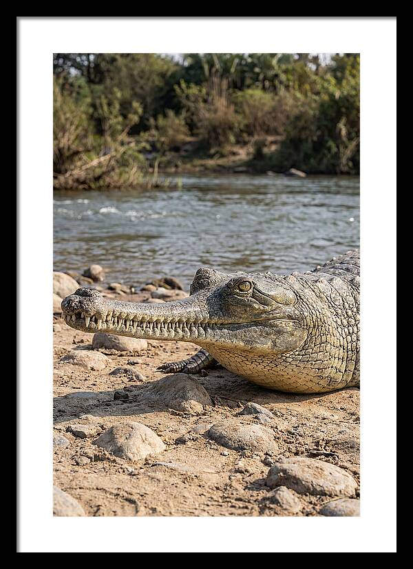 Asian Gharial Basking By The River