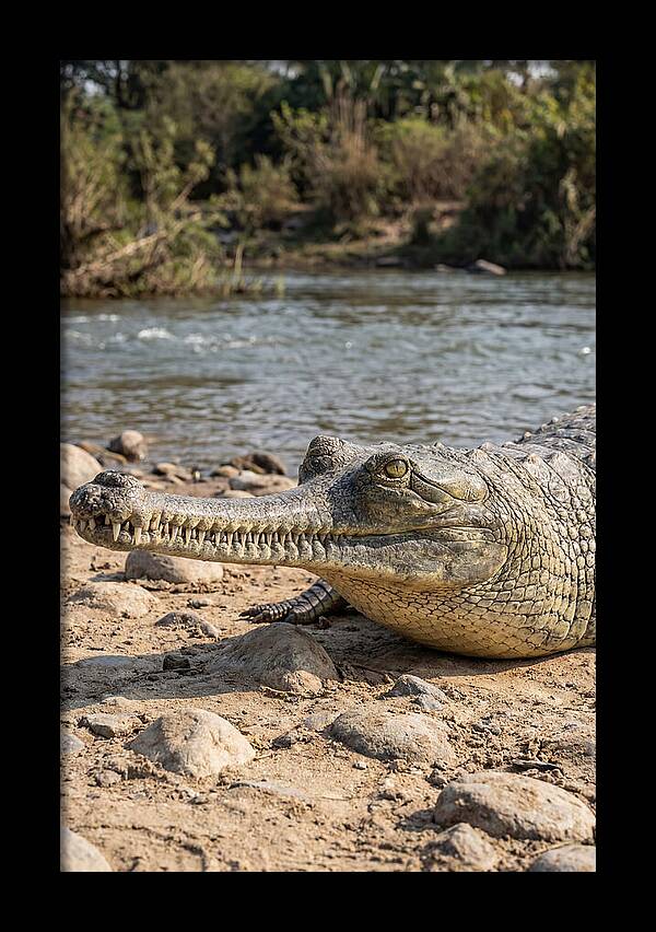 Asian Gharial Basking By The River