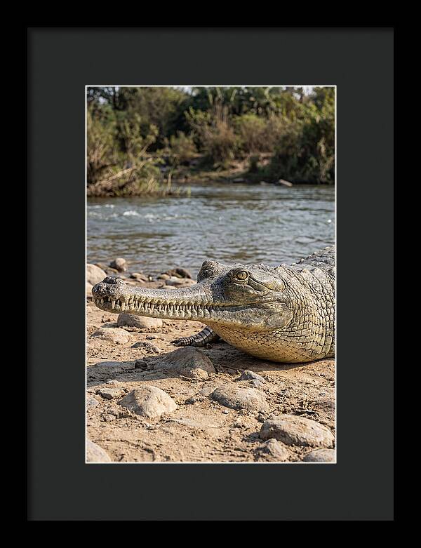Asian Gharial Basking By The River