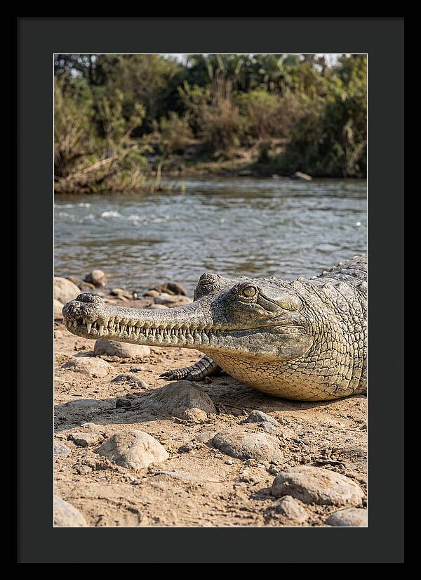 Asian Gharial Basking By The River