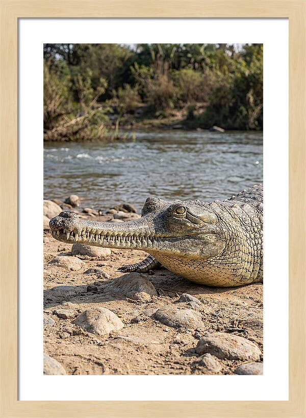 Asian Gharial Basking By The River