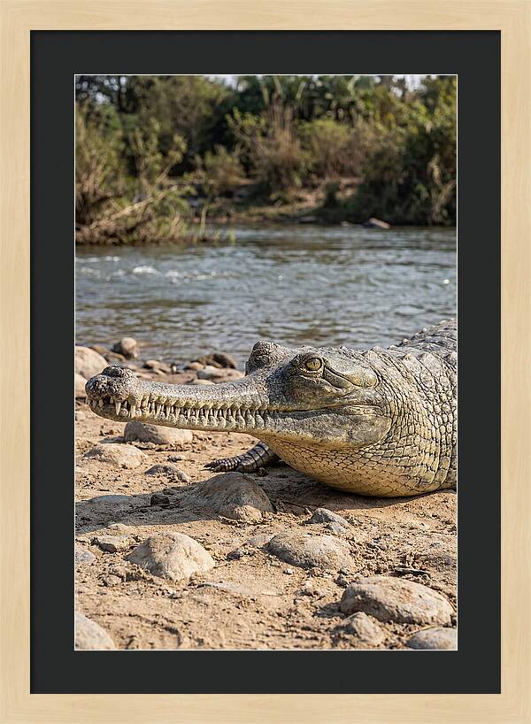 Asian Gharial Basking By The River