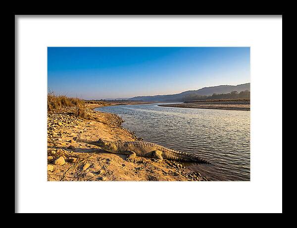 Asian Gharial By The Riverside