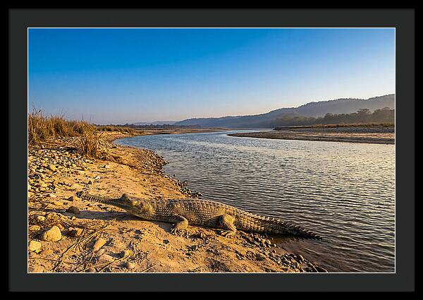 Asian Gharial By The Riverside