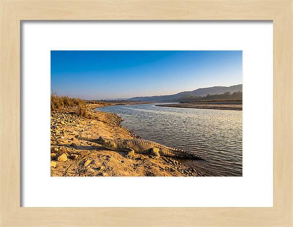 Asian Gharial By The Riverside