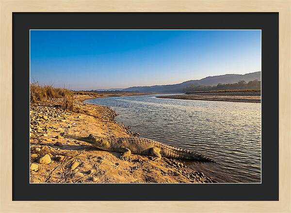 Asian Gharial By The Riverside