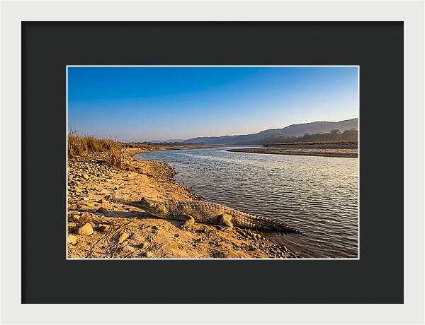 Asian Gharial By The Riverside