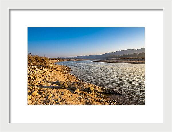 Asian Gharial By The Riverside