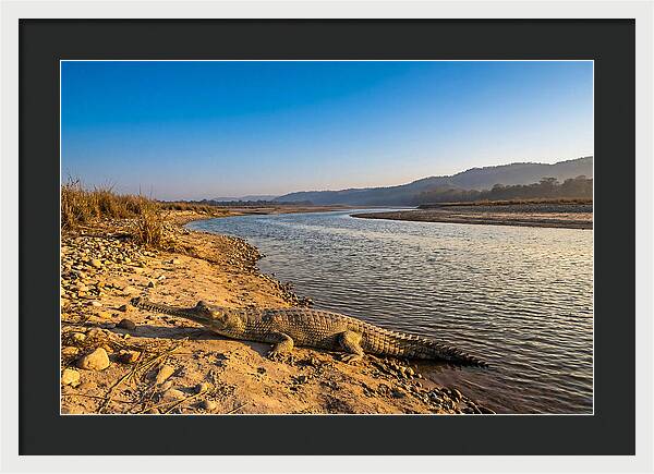 Asian Gharial By The Riverside