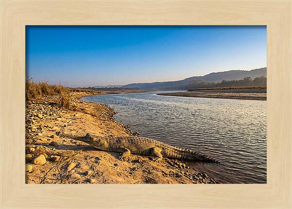 Asian Gharial By The Riverside