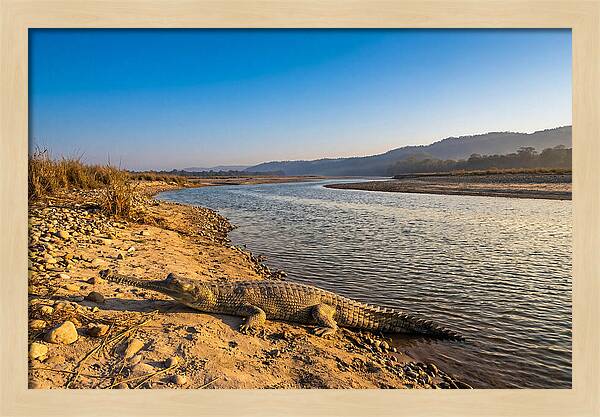 Asian Gharial By The Riverside