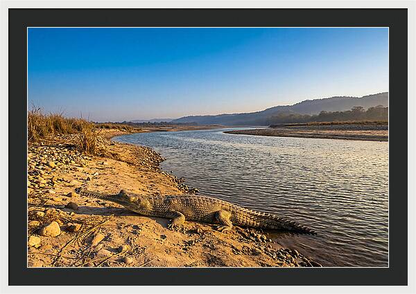 Asian Gharial By The Riverside