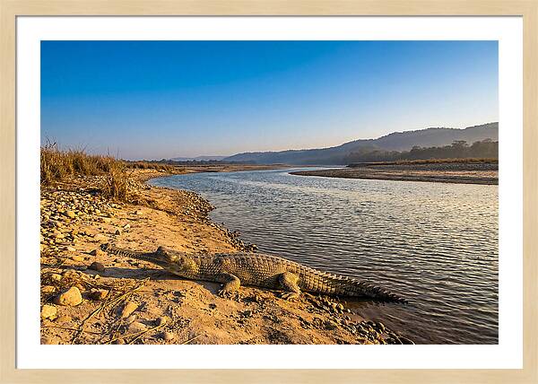Asian Gharial By The Riverside