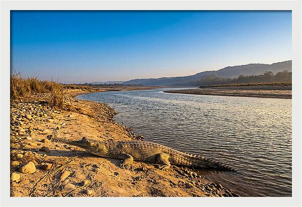 Asian Gharial By The Riverside