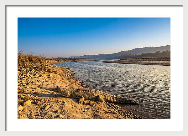 Asian Gharial By The Riverside