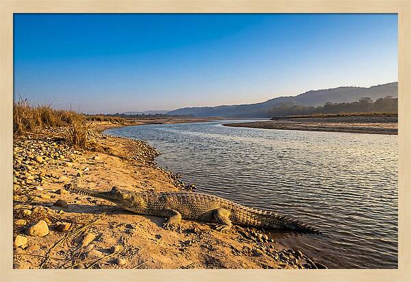 Asian Gharial By The Riverside
