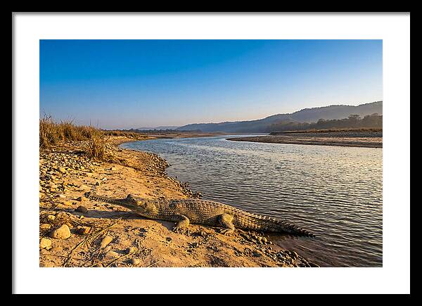 Asian Gharial By The Riverside