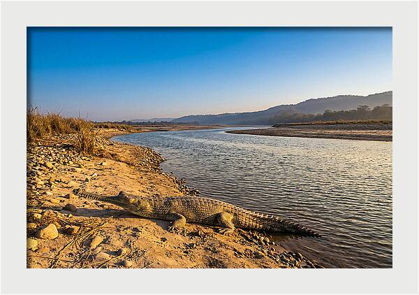 Asian Gharial By The Riverside