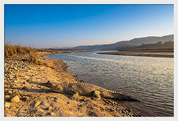 Asian Gharial By The Riverside