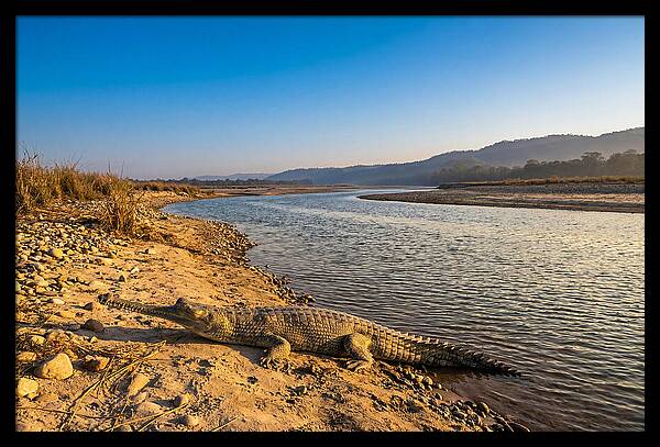 Asian Gharial By The Riverside