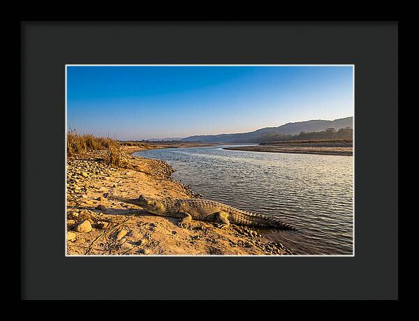 Asian Gharial By The Riverside