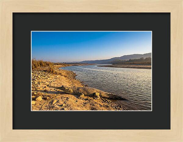 Asian Gharial By The Riverside