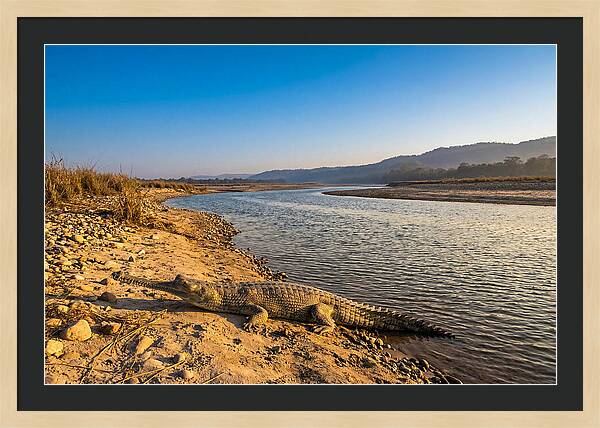 Asian Gharial By The Riverside