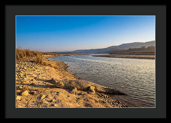 Asian Gharial By The Riverside