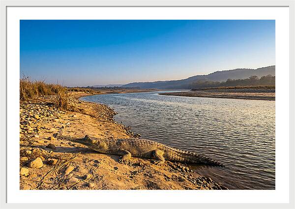 Asian Gharial By The Riverside