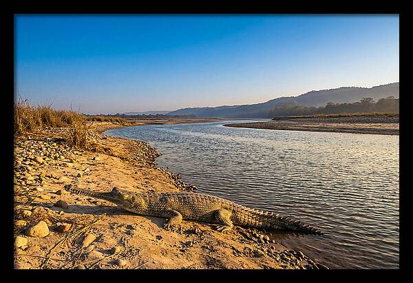 Asian Gharial By The Riverside