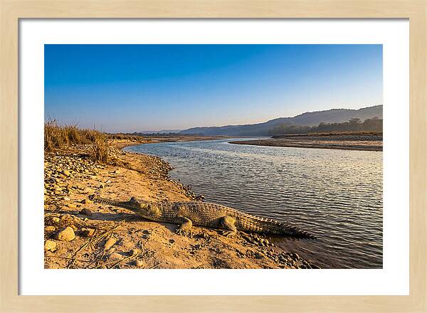 Asian Gharial By The Riverside