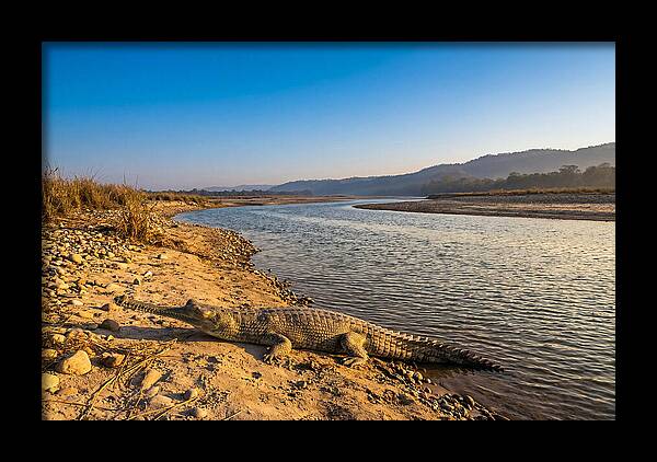 Asian Gharial By The Riverside