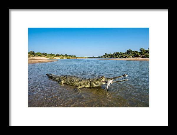 Asian Gharial Fishing Success