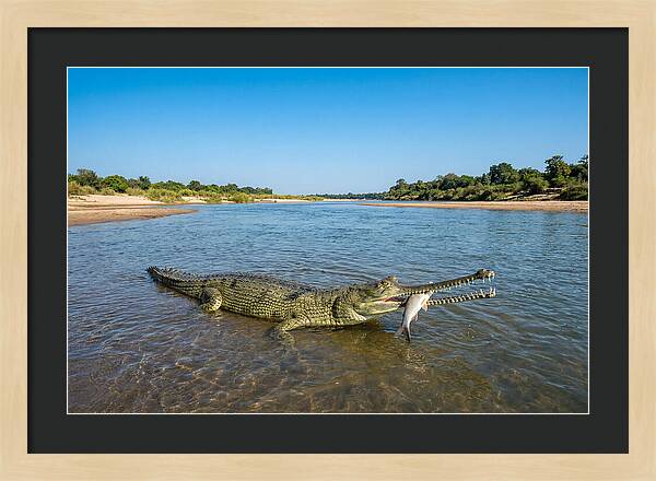 Asian Gharial Fishing Success