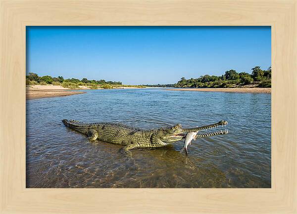 Asian Gharial Fishing Success