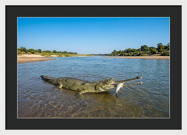Asian Gharial Fishing Success