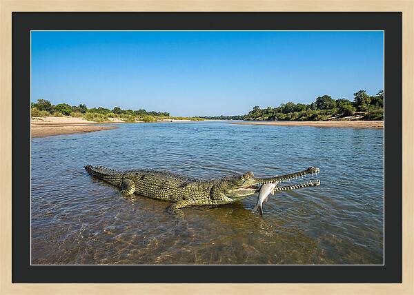 Asian Gharial Fishing Success