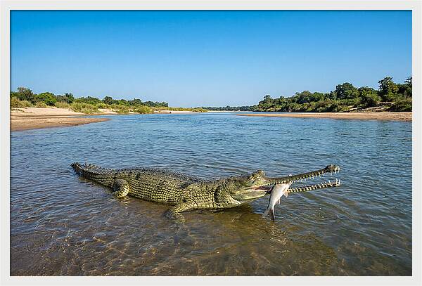 Asian Gharial Fishing Success