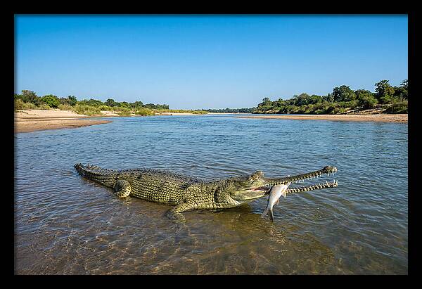 Asian Gharial Fishing Success