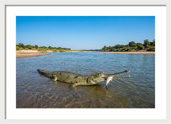 Asian Gharial Fishing Success