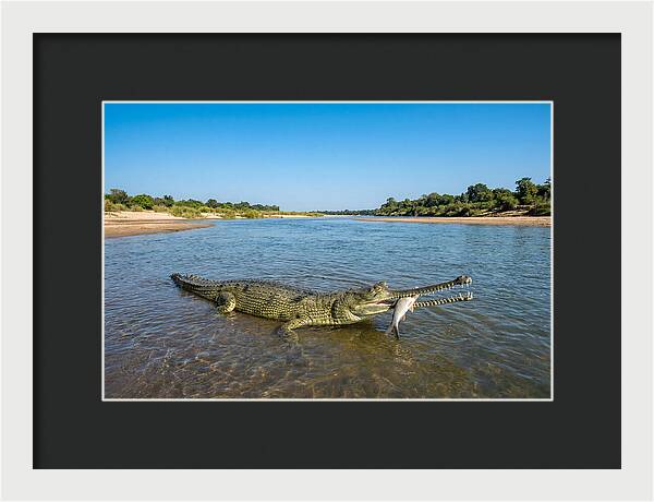 Asian Gharial Fishing Success