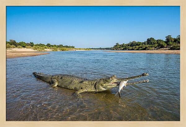 Asian Gharial Fishing Success