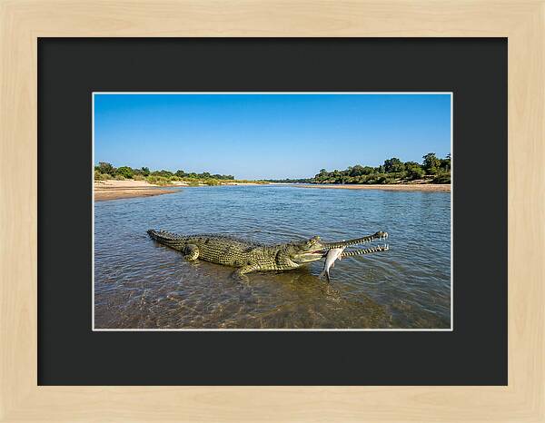 Asian Gharial Fishing Success